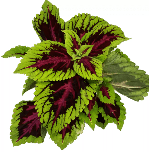 The Coleus forsokoli plant in Matcha Slim relieves nervousness during weight loss